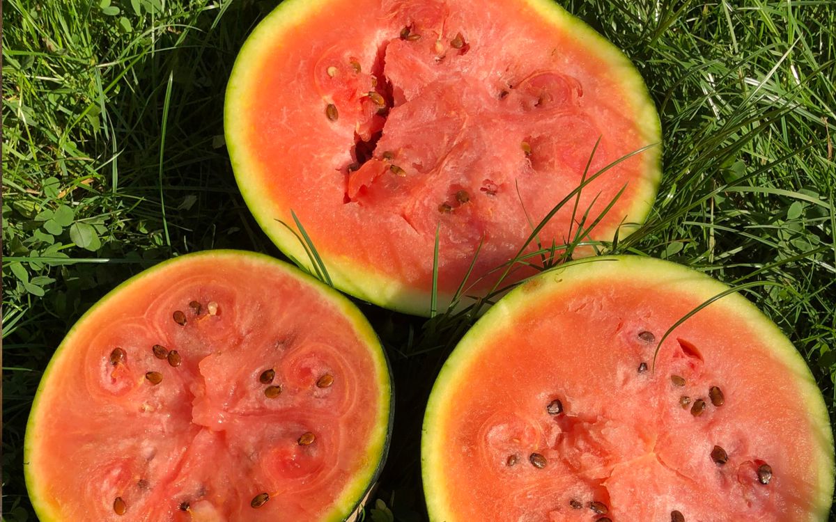 Wassermelone Blacktail Mountain 