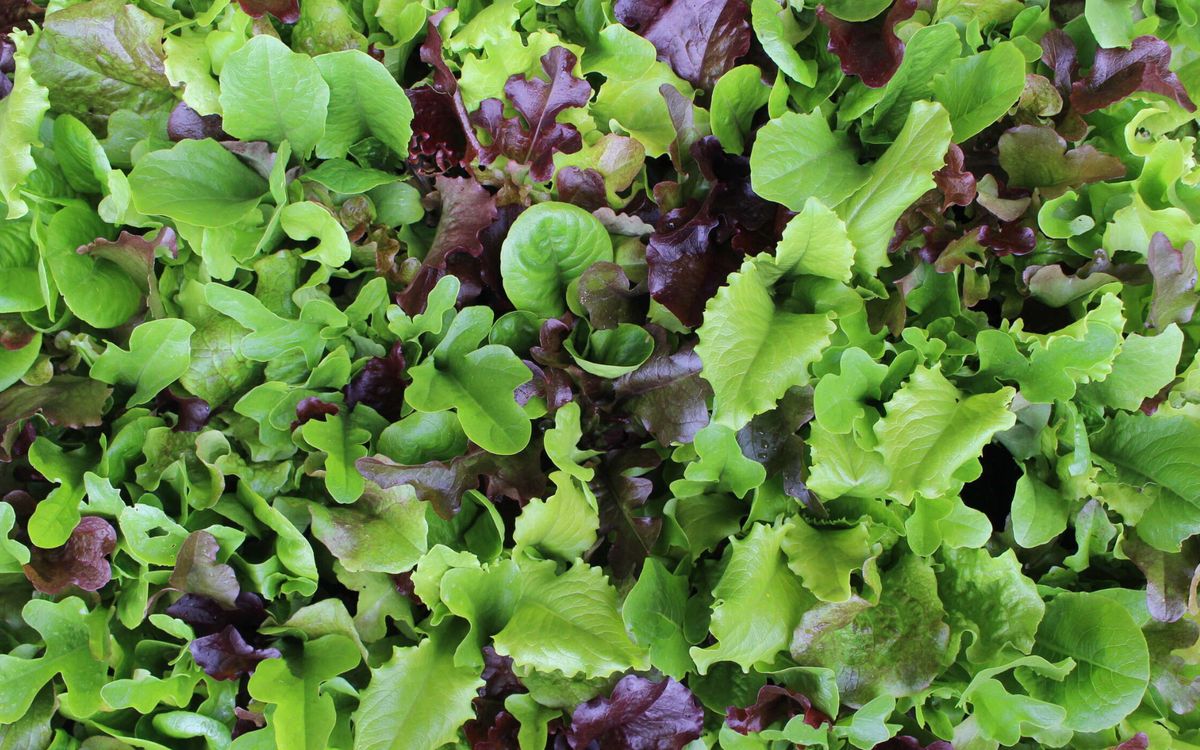 Salatmischung Mesclun