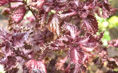 Perilla 