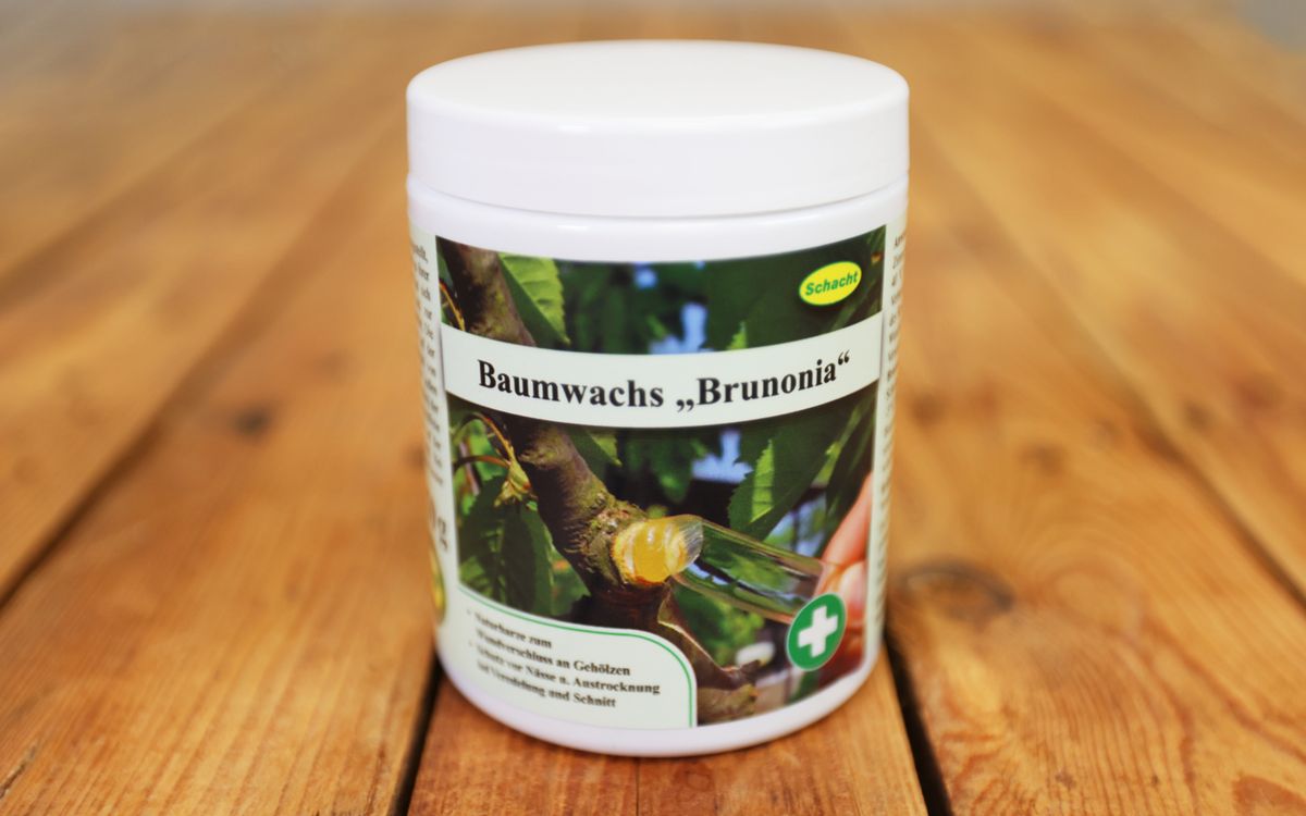 Baumwachs