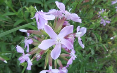 Seifenkraut