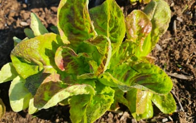 Baquieu Salat