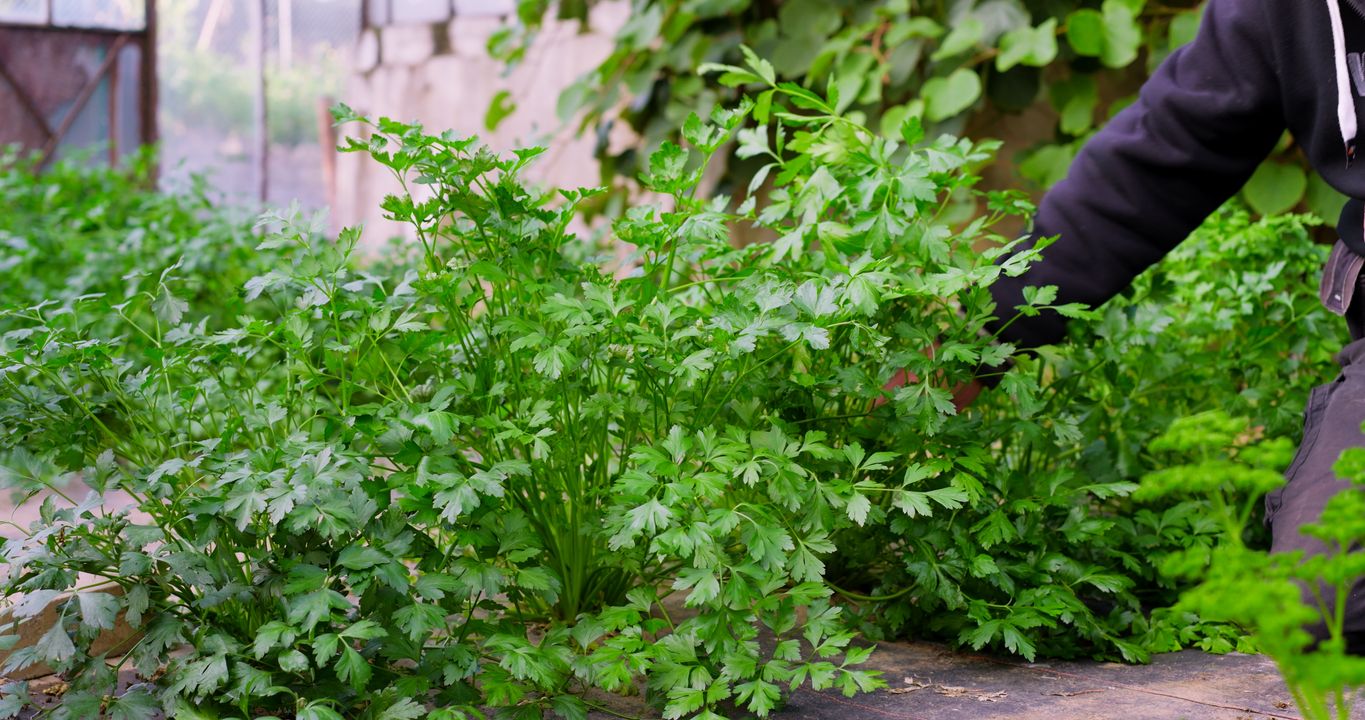 Petersilie Gigante d'Italia