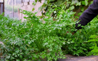 Petersilie Gigante d'Italia