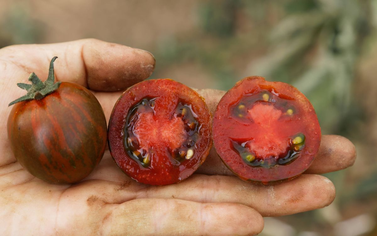 Tomate Zebranelle