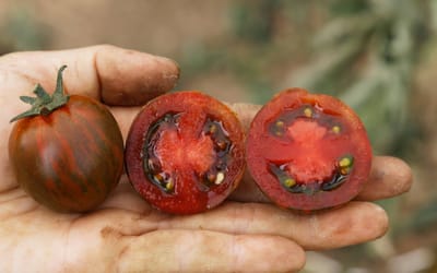 Tomate Zebranelle