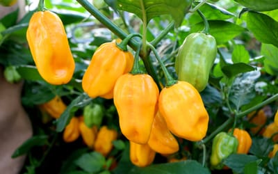Habanero Golden
