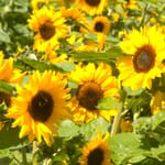 Blumen und Wildpflanzen
