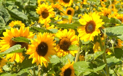 Blumen und Wildpflanzen