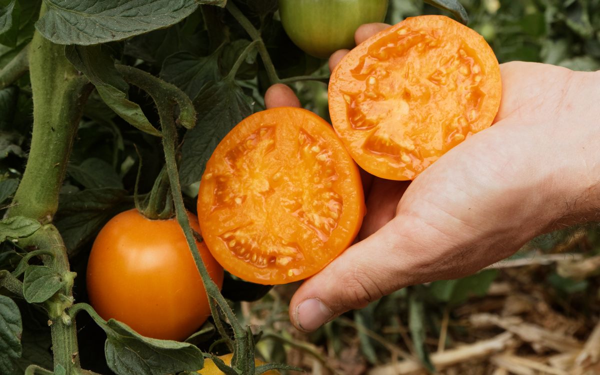 Fleischtomate Mandaline