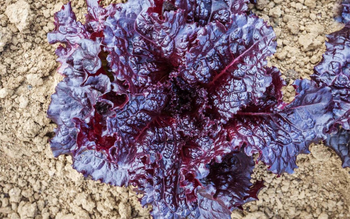 Kopfsalat Merlot