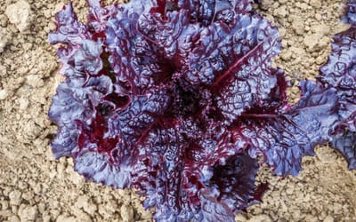 Kopfsalat Merlot
