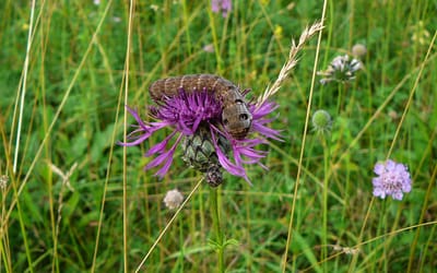 Gemeine Flockenblume