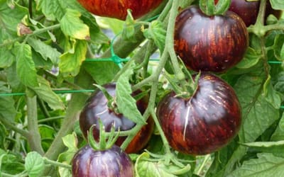 Tomate Kaleidoscopic Jewel