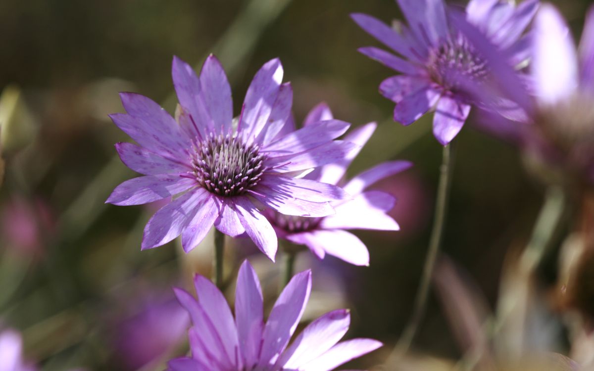 Papierblume