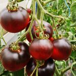 Stabtomaten