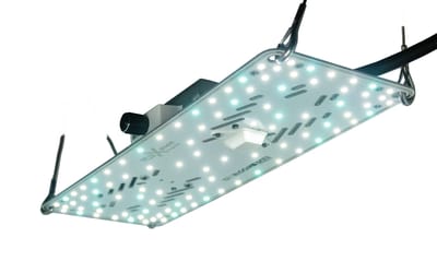 Wachstumsleuchte 50 W BloomStar