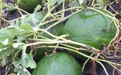 Wassermelone Solopoly