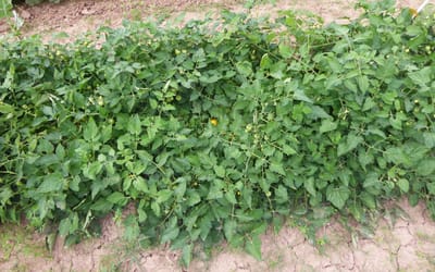 Buschtomate Vivaoro