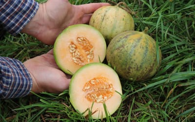 Honigmelone Cantaloup Charentais