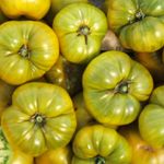 Grüne Tomatensorten