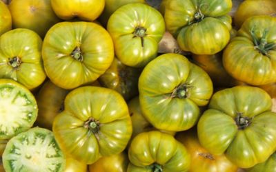 Grüne Tomatensorten