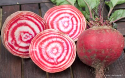 Tonda di Chioggia