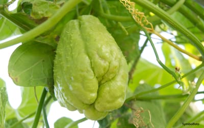 Chayote