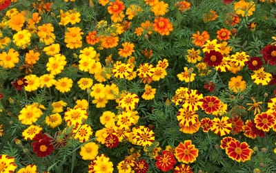 Buntblühende Tagetes Nova