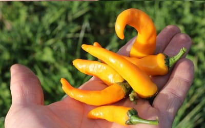 Chili Cayorange 