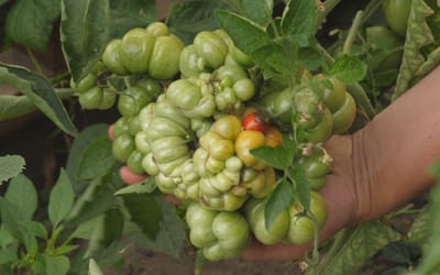Reisetomate Voyage