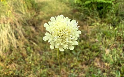 Gelbe Skabiose
