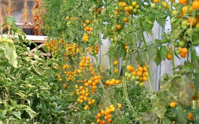 Cocktailtomate Su-9004