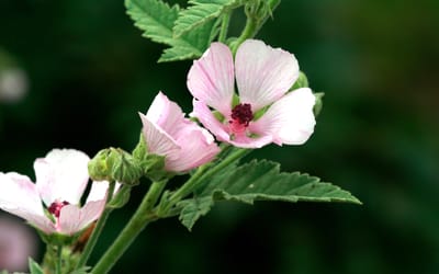 Eibisch, rosa