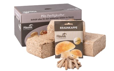 Braunkappe - Pilzbeet-Set 