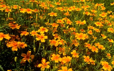 Orangeblühende Tagetes Aurelia