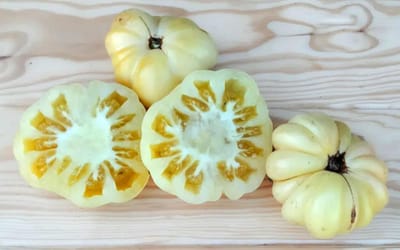 Tomate Grosse Blanche