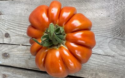 Tomate Fleur de Reagir