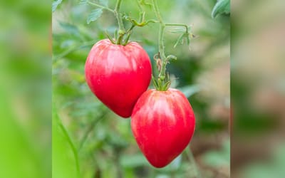 Tomate Anna Russian