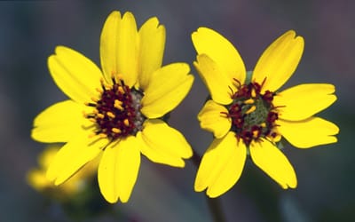 Schokoladenblume