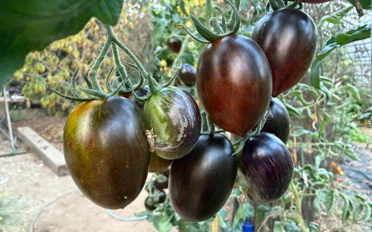 Tomate Brad's Atomic Grape