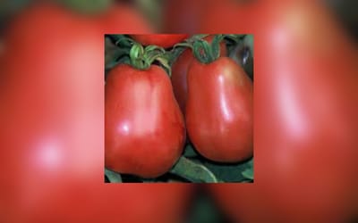Tomate Ukrainian Pear