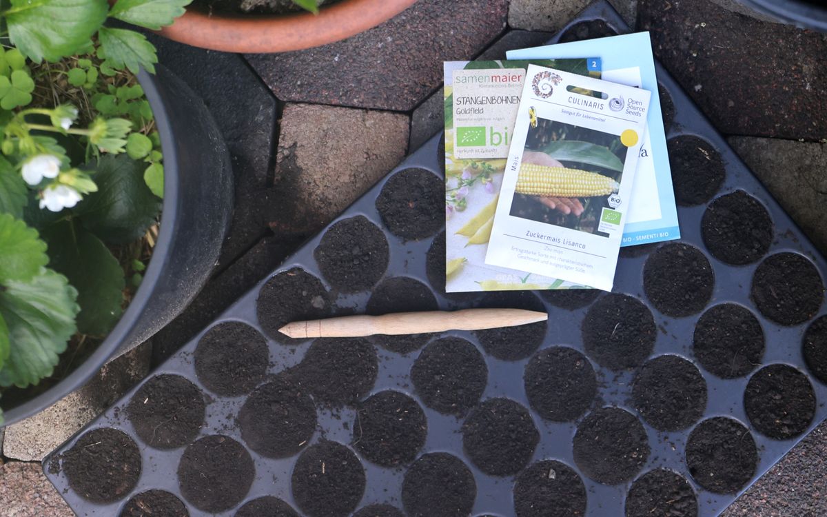 Aussaat in Quickpotplatten