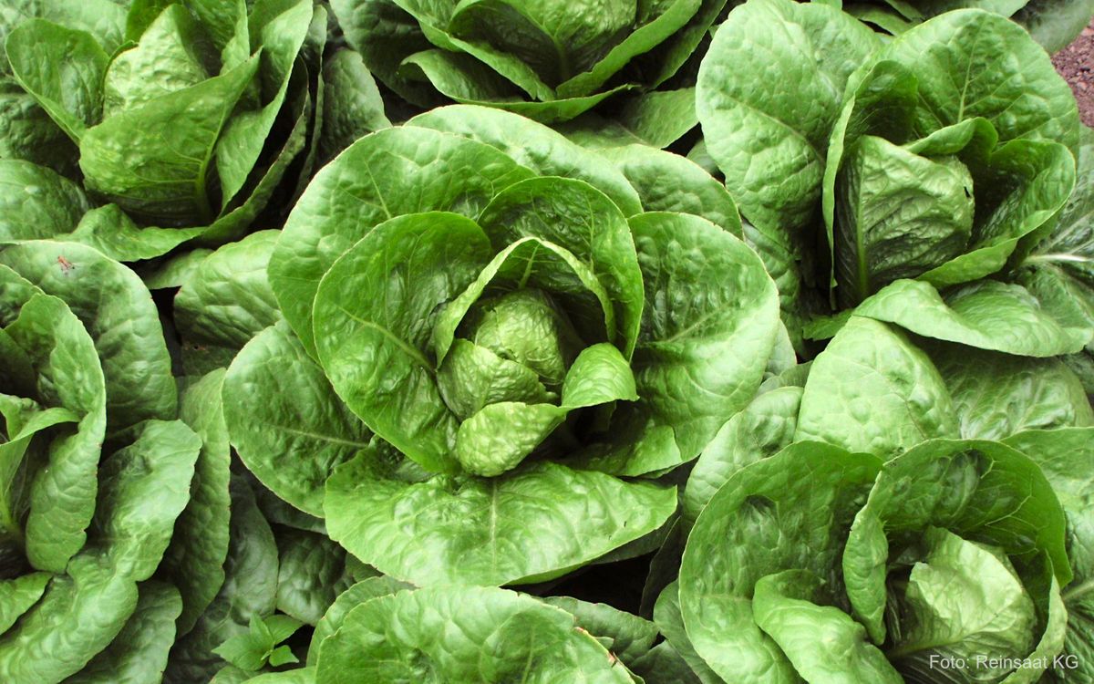 Romana larga verde