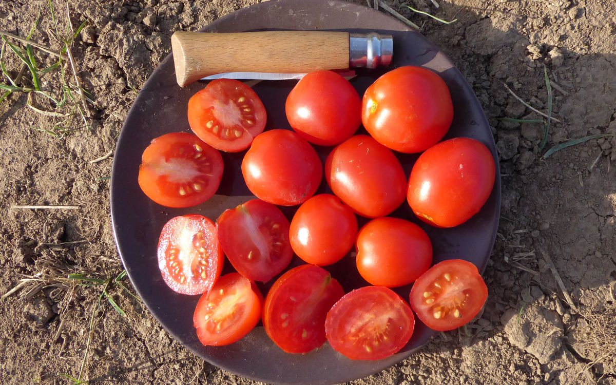 Buschtomate Vivarossa
