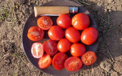 Buschtomate Vivarossa