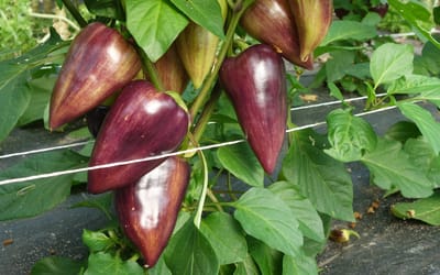 Palila 