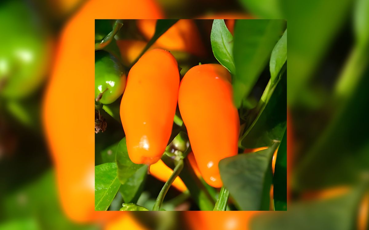Tabasco Short Yellow