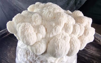 Igelstachelbart - BIO Pilzzucht-Set