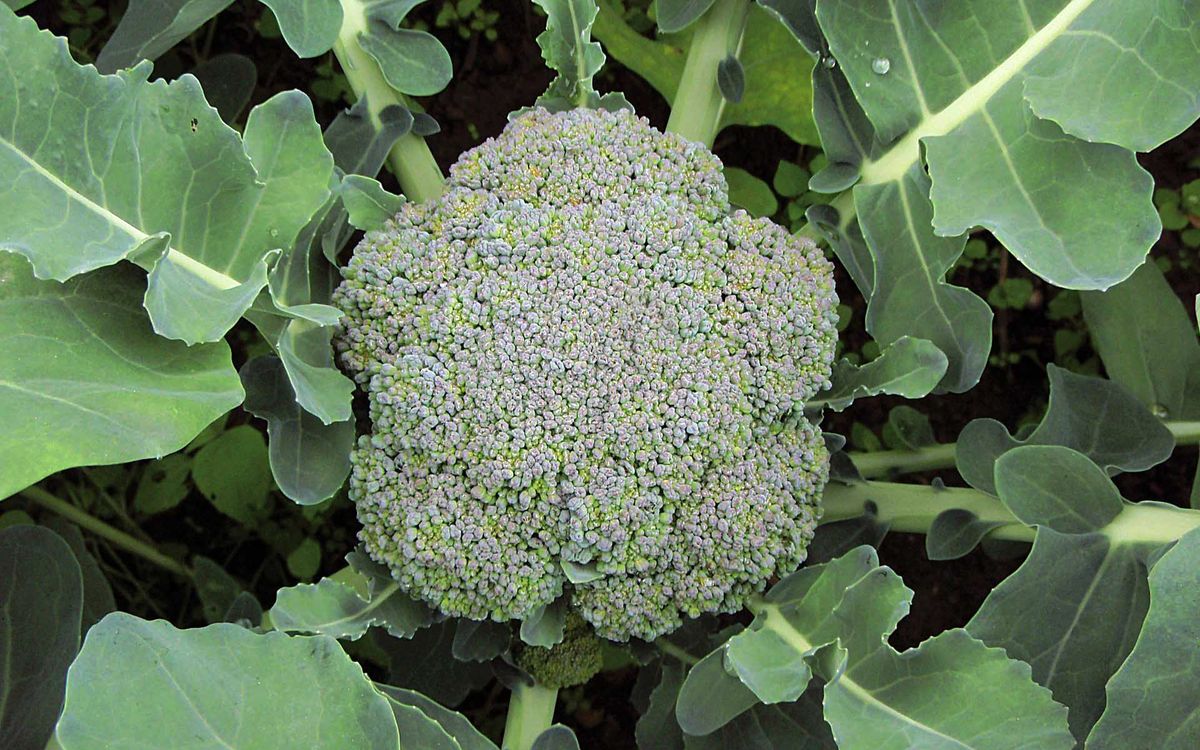 Ramoso calabrese